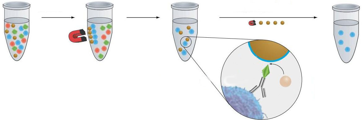 细胞筛选方法和步骤【赛百慷】