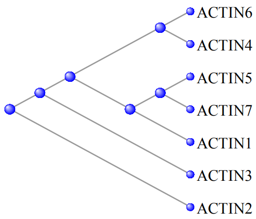 蛋白序列比对和进化树的绘制 蛋白序列比对和进化树的绘制
