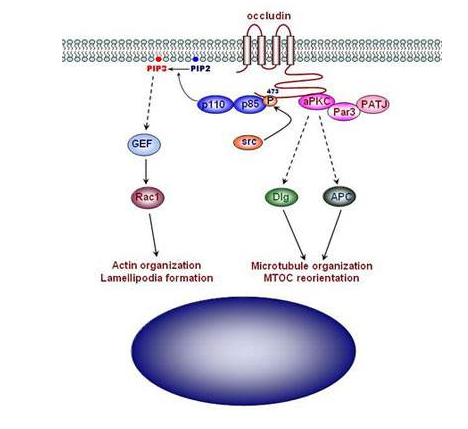 Absin激动剂抑制剂全推荐——微管蛋白动力学转导通路