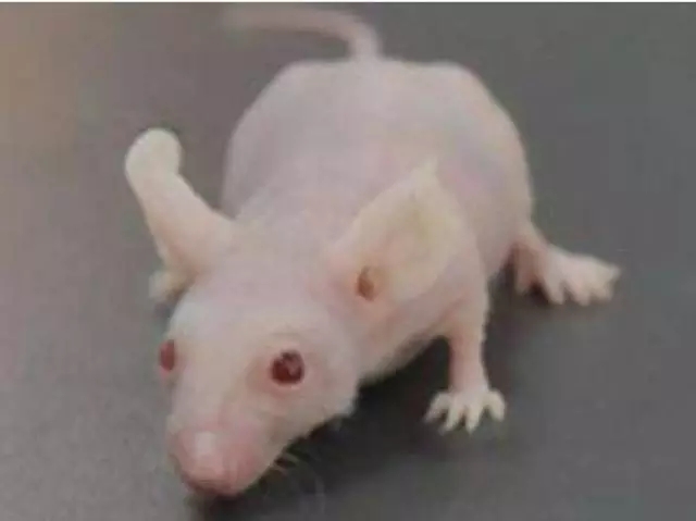 珍贵细胞被细菌污染了怎么办?