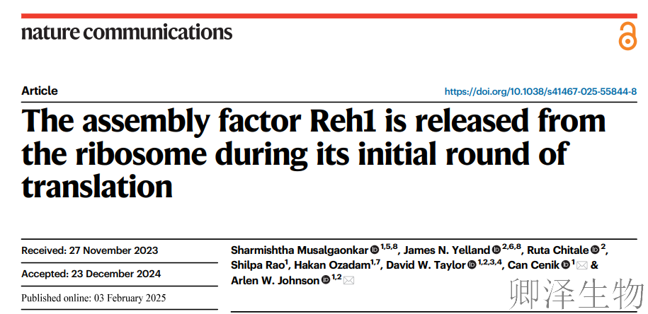 【核糖体组装因子】 | 核糖体"质检员"Reh1工作到第一轮翻译才下岗