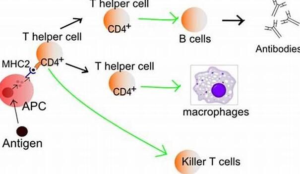 免疫细胞或有望帮助开发治疗脊髓损伤的新疗法