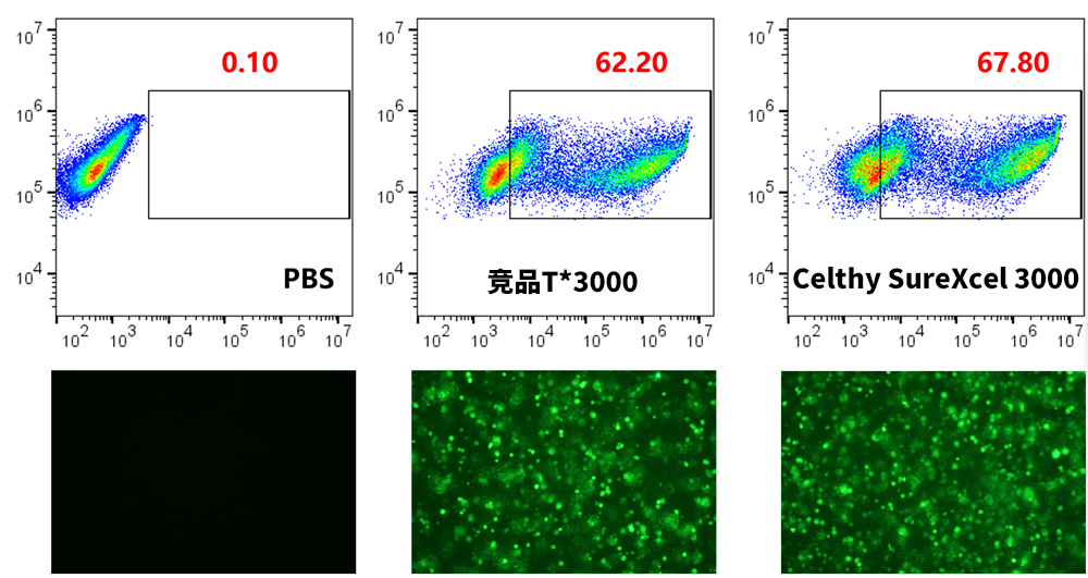 Celthy SureXcel 3000转染试剂——高效、温和、广谱的基因递送解决方案!