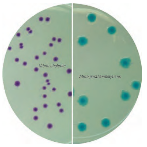 弧菌显色培养基