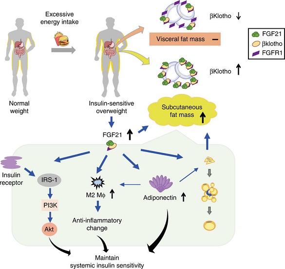 健康蛋白成纤维细胞生长因子21(FGF21) 细胞因子