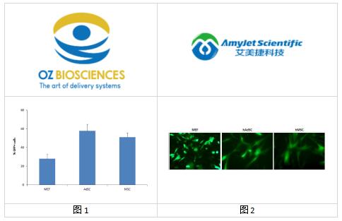 OZ Biosciences RmesFect茎转染试剂,与任何培养基兼容 OZ Biosciences RmesFect茎转染试剂,与任何培养基兼容
