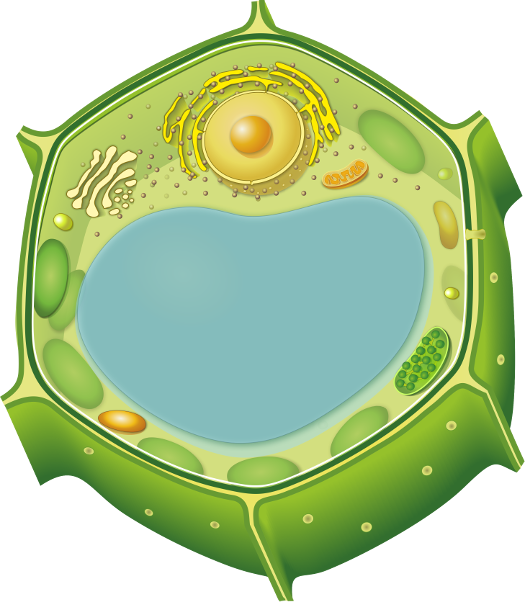 Plant and algal compartment marker antibodies