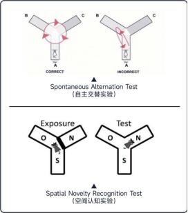 Y迷宫应用研究