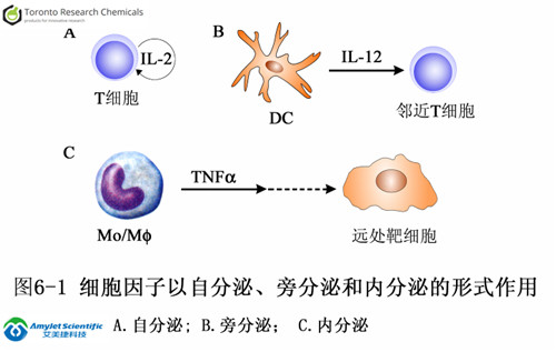 TRC肿瘤学丨艾美捷TRC细胞因子研究领域 TRC肿瘤学丨艾美捷TRC细胞因子研究领域