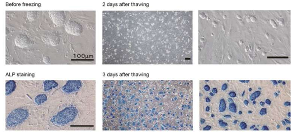 Bambanker无血清细胞冻存液：科研好物低价抢
