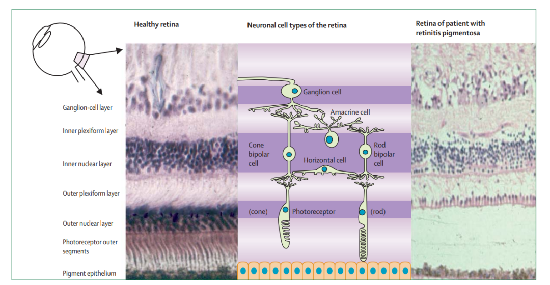 世界在我眼中变得透明——“其实你并不孤独”