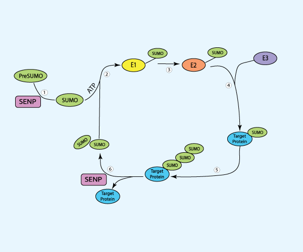 利用SUMO化修饰调节免疫反应