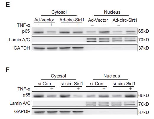 开启倍速模式，让WB赢在起跑线上!