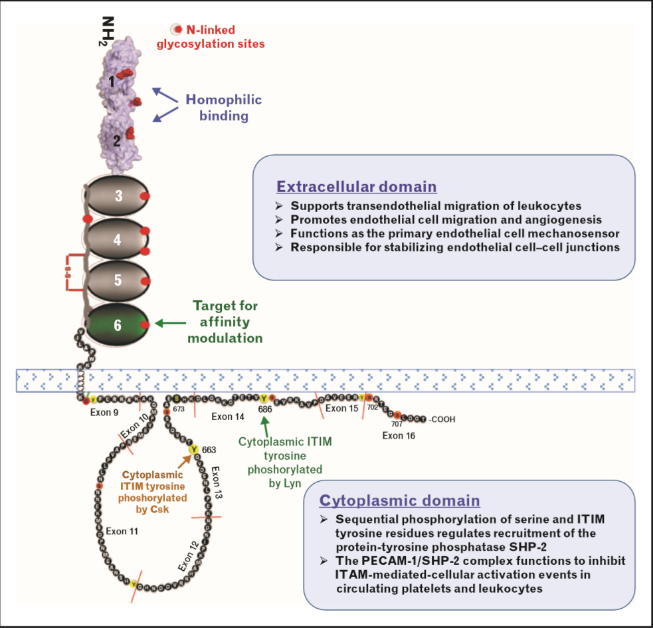 血小板内皮细胞粘附分子-1（PECAM-1/CD31）热点研究