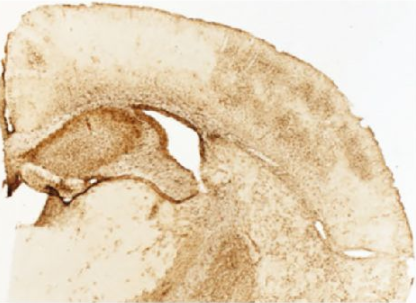 SouthernBiotech丨明胶底玻片促销，双12余温在~