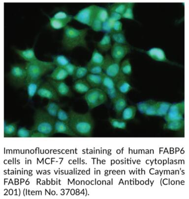 Cayman Chemical艾美捷FABP6兔单克隆抗体说明
