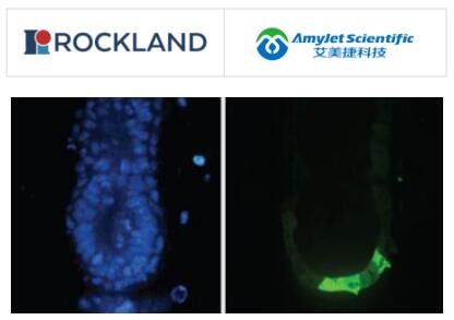 Rockland 艾美捷绿色荧光蛋白抗体说明书 Rockland 艾美捷绿色荧光蛋白抗体说明书