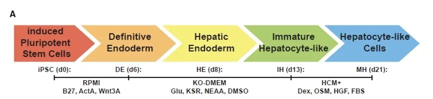 干细胞来源的肝细胞发育过程中时间维度的蛋白质组学和磷酸化蛋白质组学分析