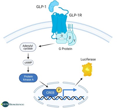 GLP-1R/CRE Luc报告基因 HEK293 细胞系
