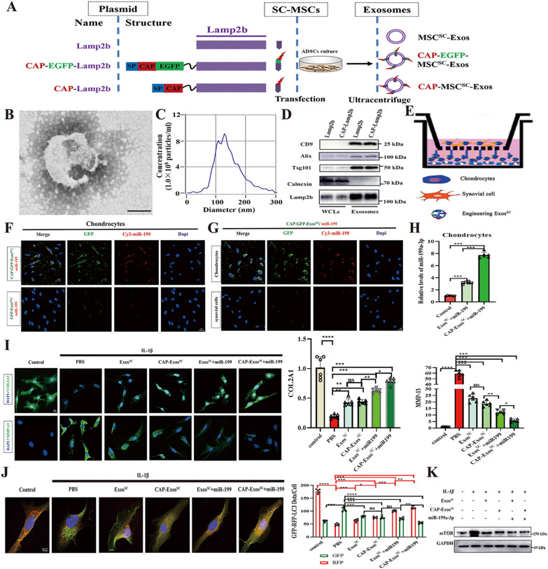 外泌体技术服务 外泌体技术服务