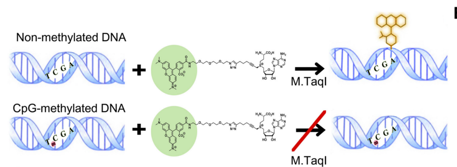 Bionano平台技术拓展–ROM全基因组甲基化分析