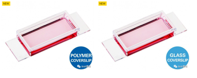  ibidi新品|µ-Slide 1 Well 1孔腔室大码载玻片满足您的实验需求