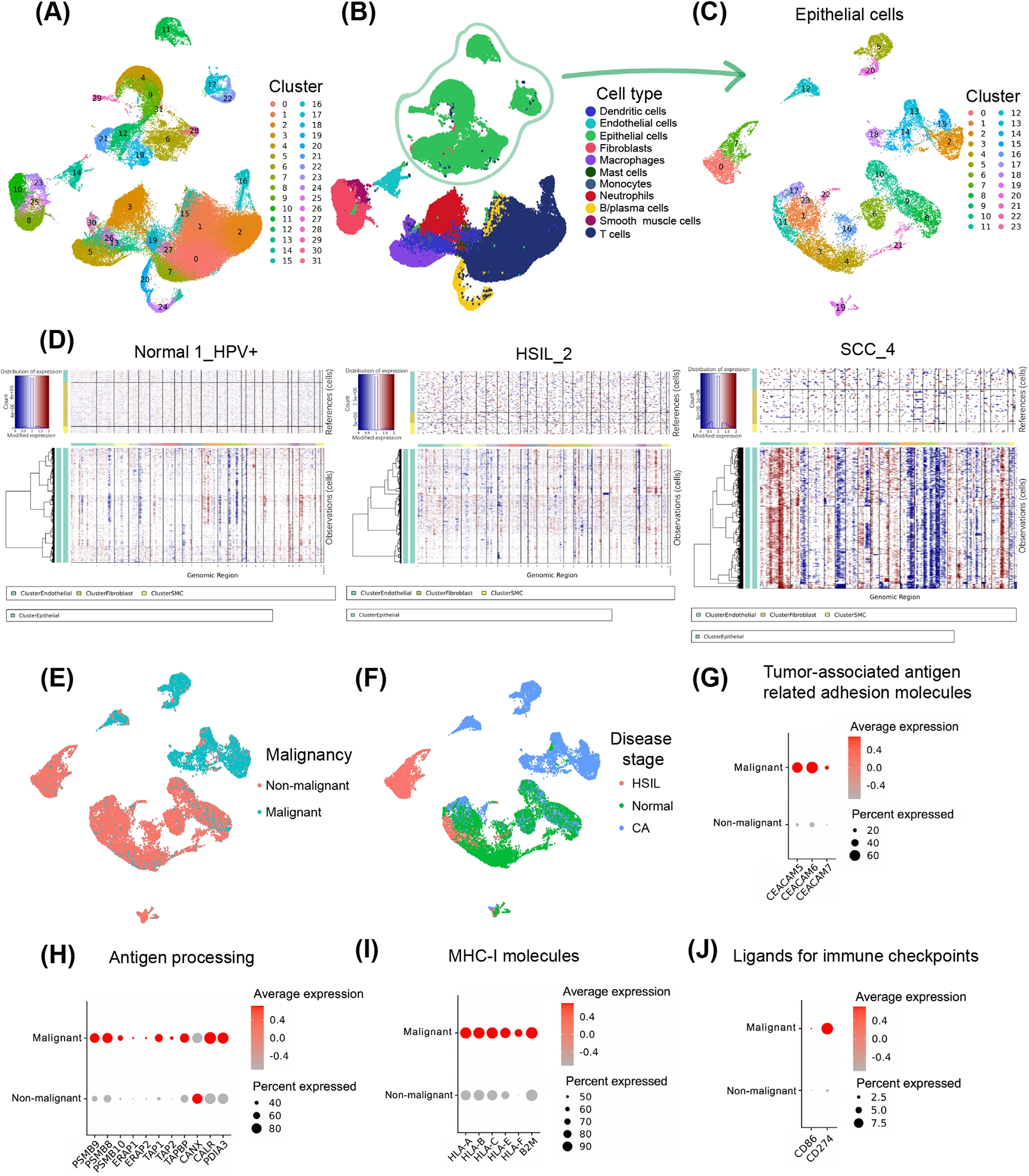 多色文献解读 | 宫颈癌免疫抑制微环境的协同重建及其治疗意义