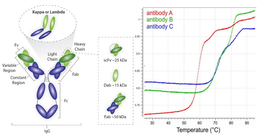 技术服务|热稳定性scFV/Fab筛选