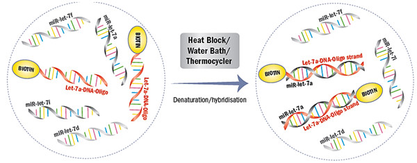 miRNA绝对定量的方法——miREIA