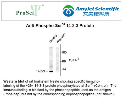 ProSci 14-3-3(磷酸 Ser58)抗体说明书 ProSci 14-3-3(磷酸 Ser58)抗体说明书
