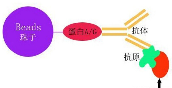 小爱带您深层次了解免疫共沉淀（coip）