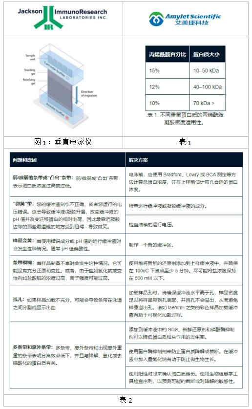 Jackson ImmunoResearch通过 SDS-PAGE 进行蛋白质分离