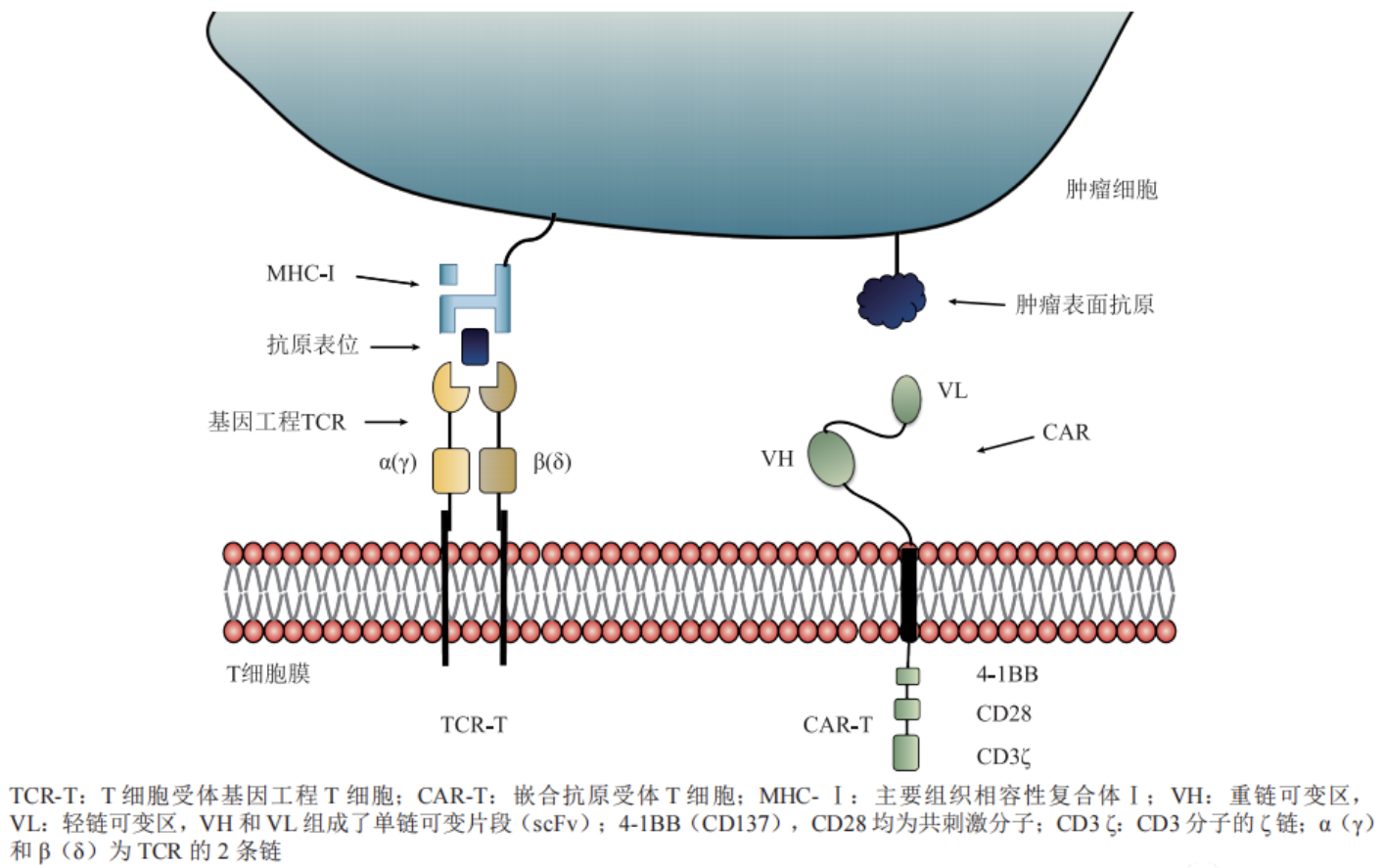mRNA技术应用场景之TCR-T细胞疗法