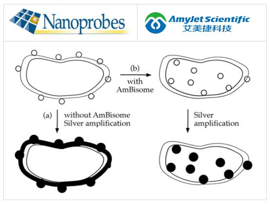 Nanoprobes金脂质偶联物的相关应用 Nanoprobes金脂质偶联物的相关应用