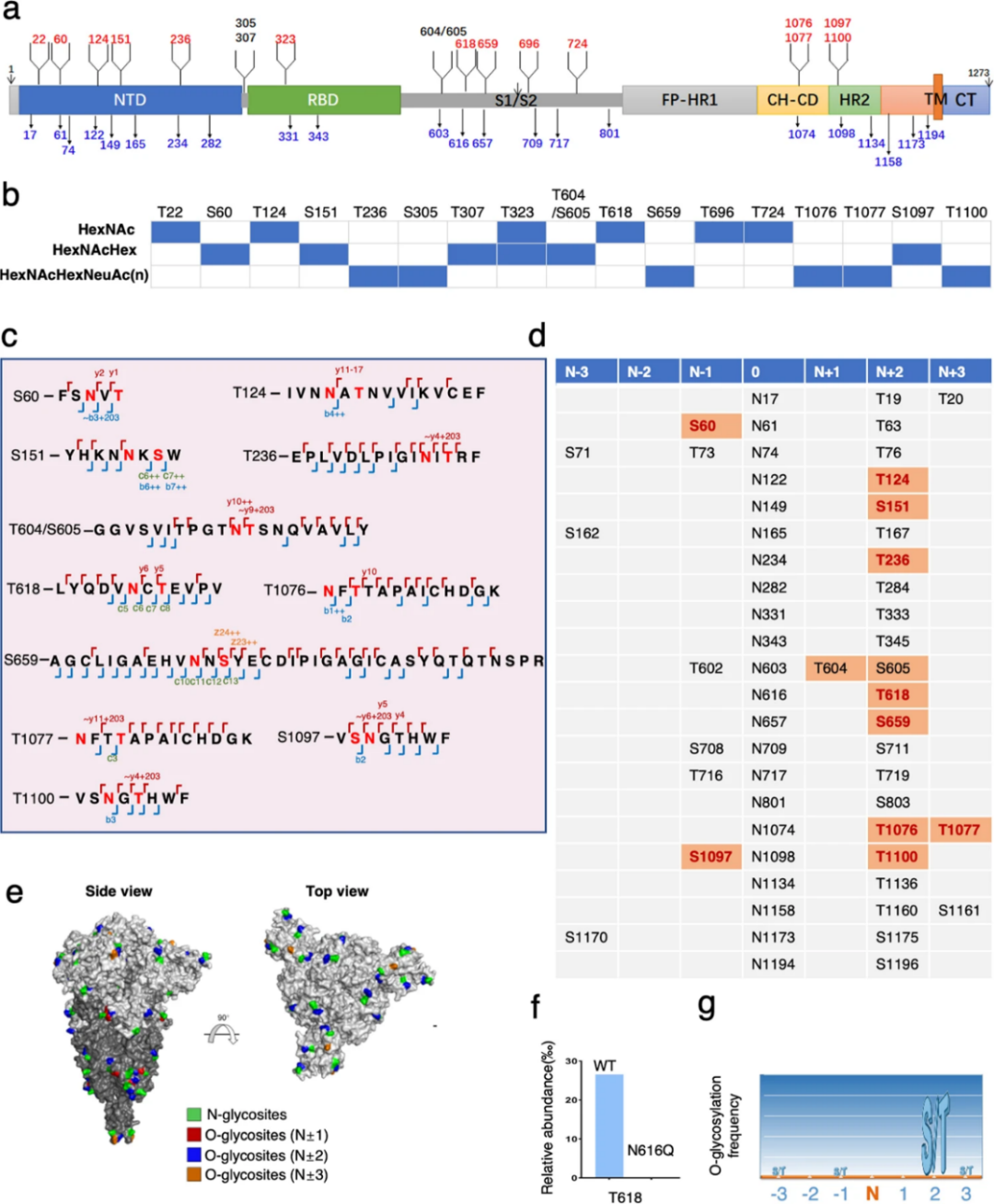 黄超兰与高福团队描绘新guan刺突蛋白糖基化图谱