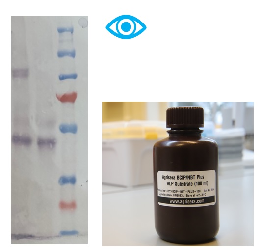 High-titer secondary antibodies, conjugated to ALP can be combined with Agrisera TMB developing reagent