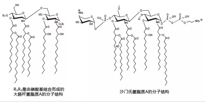 脂质A的结构（大肠杆菌型和沙门氏菌型）