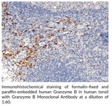 艾美捷Cayman Chemical 颗粒酶B单克隆抗体说明