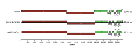 HTRF®技术助力新冠病毒SARS-CoV-2 S1/ACE2抗体筛选