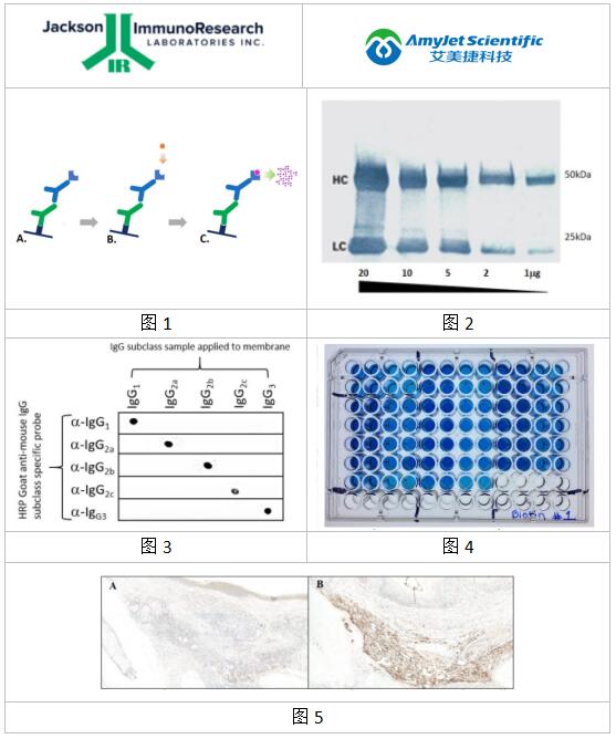Jackson关于Western Blot、IHC 和 ELISA 的显色检测分析