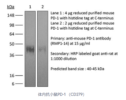 BP0146艾美捷体内加大抗小鼠 PD-1(CD279)相关研究