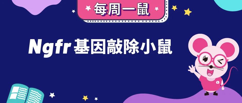 【每周一鼠】Ngfr基因敲除小鼠