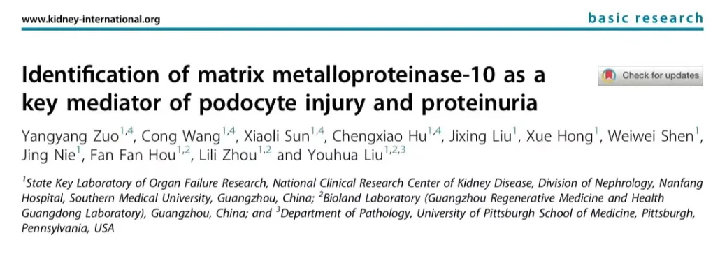 MMP10-新的足细胞损伤介导分子
