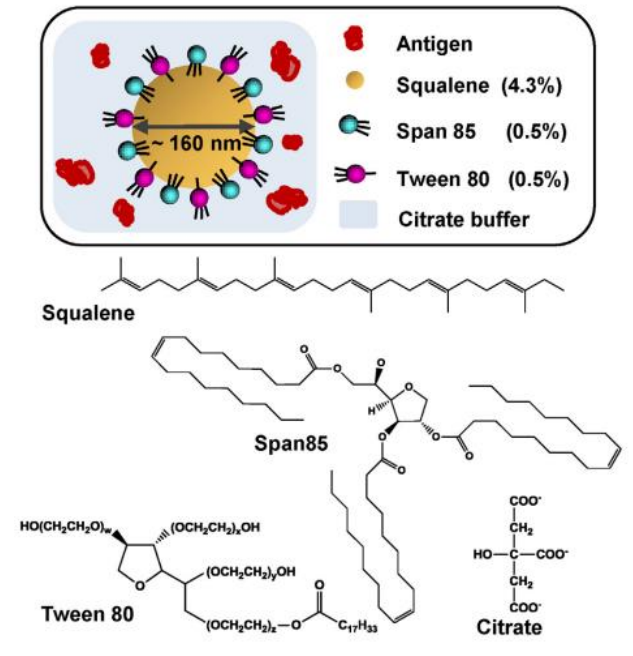 疫苗佐剂乳佐剂MF59的信息概况