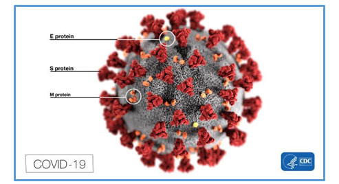 COVID-19：从血浆疗法到抗体疫苗