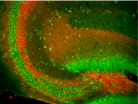 NeuroMab抗Slo1 Maxi-K+通道抗体(L6/60)促销啦 NeuroMab抗Slo1 Maxi-K+通道抗体(L6/60)促销啦