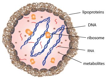 支原体污染整体解决方案