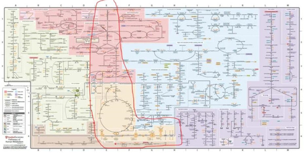 TRC肿瘤学丨艾美捷TRC癌症代谢研究领域 TRC肿瘤学丨艾美捷TRC癌症代谢研究领域