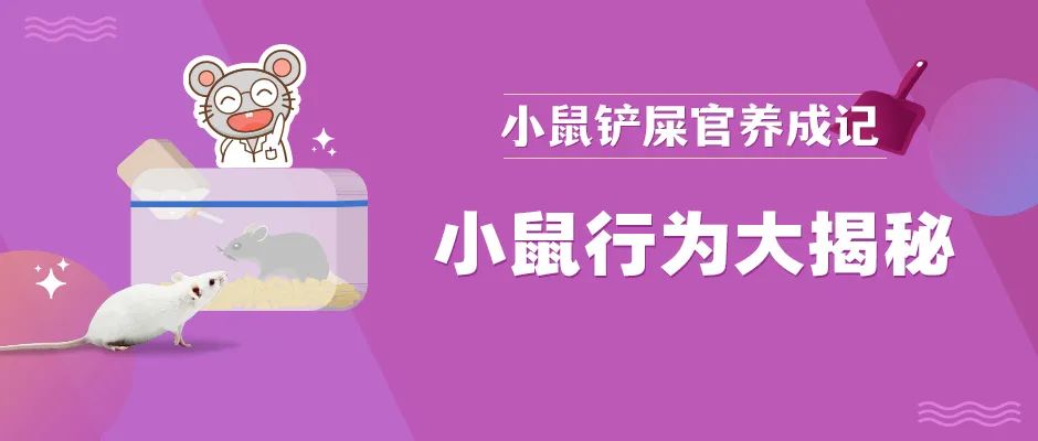 小鼠行为大揭秘！这三个问题你知道答案吗？