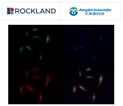 Rockland 艾美捷组蛋白 H3 K56me1 抗体说明书